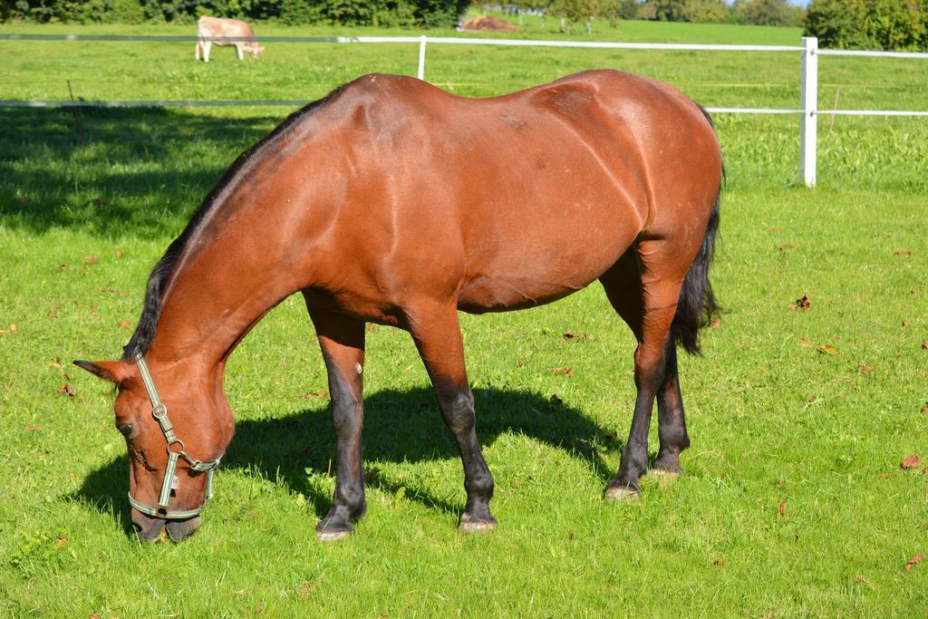 Hof-Tschannen Lengwil Zewnętrze zdjęcie